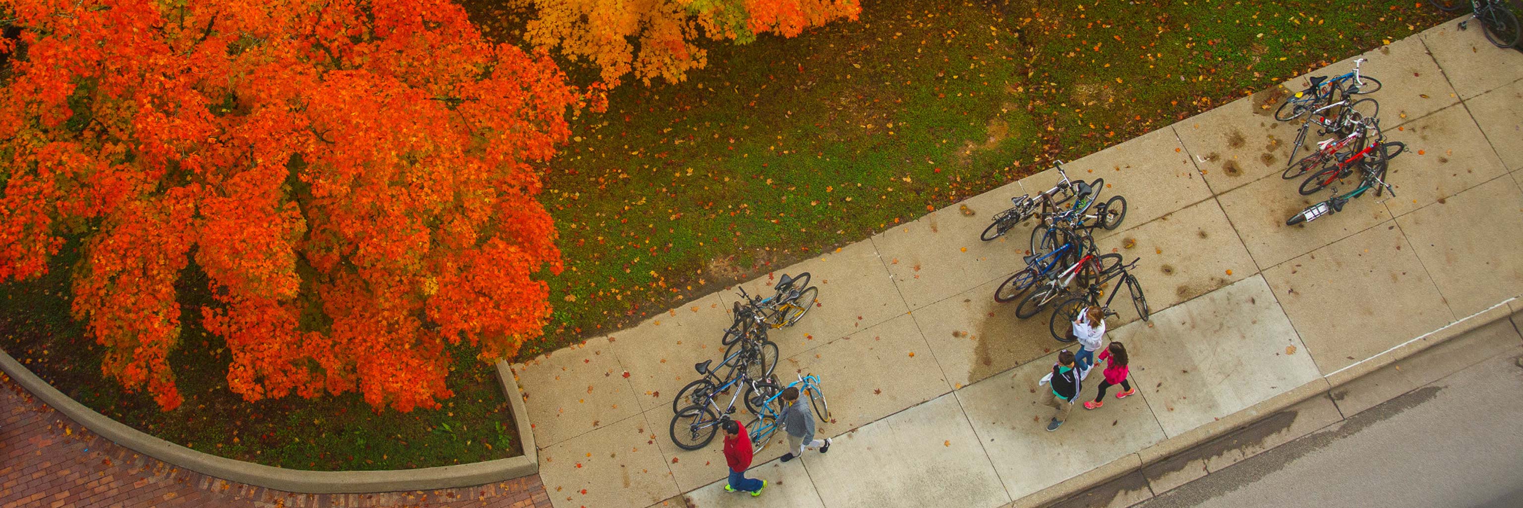 Autumn leaves on tree on Indiana University campus