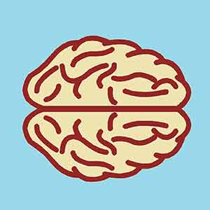 illustration of a human brain